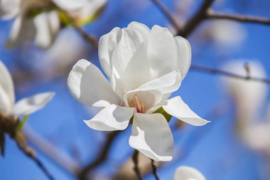 Ağaç dalında büyük beyaz manolya çiçekleri, bahar günü mavi gökyüzünün arka planı, açık hava çiçekleri..