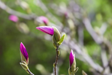 Manolya ağacının pembe tomurcuğu. İlkbaharın başlarında açan mor manolya çiçekleri, seçici odak bulanık arkaplan.