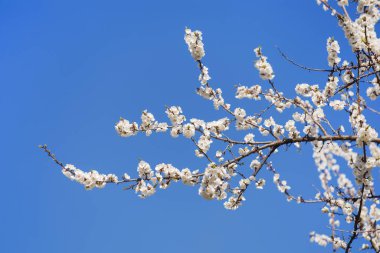 Mavi bir arka planda çiçek açan Sakura ve doğa konsepti. Mavi arka planda güzel beyaz kayısı / kiraz çiçekleri