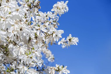 Büyük, narin beyaz manolya çiçekleri ağaç dallarında çiçek açar. Baharda mavi gökyüzünün arkaplanı, açık hava çiçekleri..