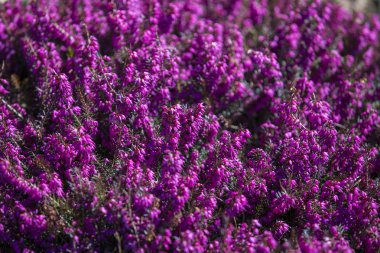 Her zaman yeşil olan Erica Carnea (bahar Alp Dağları) mor çiçekler. Çiçekli Erica Carnea pembe süslemeli bitki, arka plan.