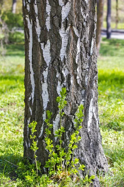 Egy Erdőben Növő Nyírfa Alján Grunge Természetes Textúra Fakéreg — Stock Fotó