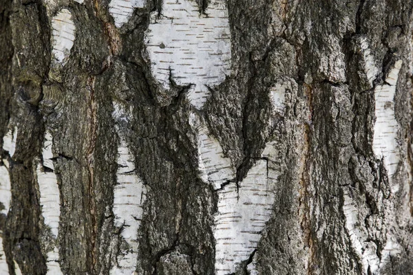 Birch bark tree texture background. Grunge natural texture of wood bark.