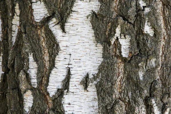 Björk Bark Träd Textur Bakgrund Grunge Naturlig Struktur Trä Bark — Stockfoto