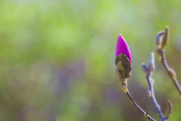 Rosa Knospe Eines Magnolienbaums Blühende Lila Magnolienblüten Zeitigen Frühling Selektiver — Stockfoto