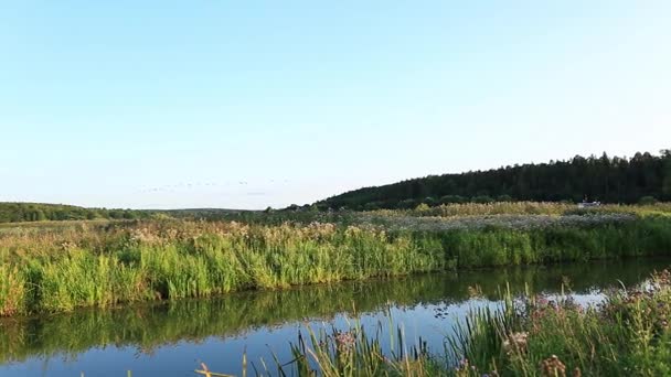 Зграя птахів на блакитному небі — стокове відео