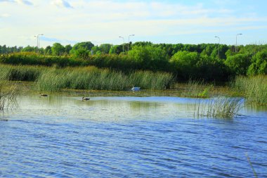 Güzel manzaralı kuş yaz gününde küçük göl kenarında