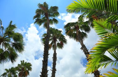Mavi gökyüzü arka plan üzerinde sonsuza kadar yeşil harika palmiye ağaçları. Aruba Island. Eylül, 2017