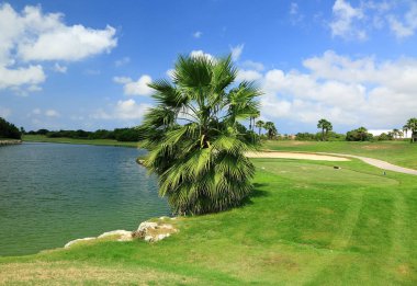 Muhteşem manzara mavi gökyüzü arka plan üzerinde bir göl yakınında yeşil palmiye ağacı ile... Aruba. Güzel arka planlar.