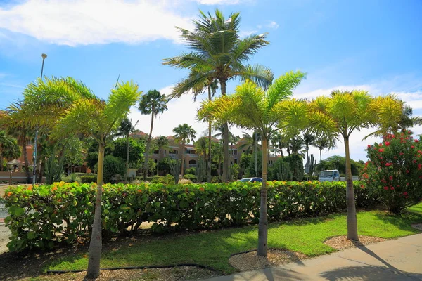 Increíble Belleza Vista Una Calle Isla Aruba Plantas Verdes Sobre — Foto de Stock