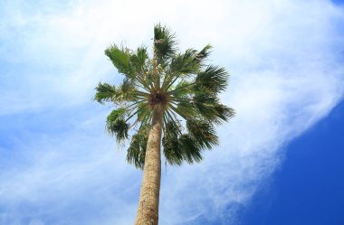 Harika palmiye ağacı taç mavi gökyüzü ve bulutlar beyaz arka plan üzerinde. Aruba Island. Güzel arka plan.