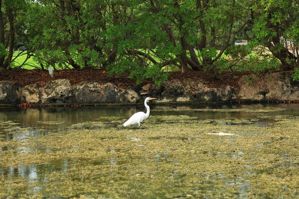 Mignon Oiseau Debout Dans Eau Avec Des Arbres Verts Sur — Photo