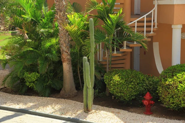 Hermoso Paisaje Natural Lindas Plantas Verdes Palmeras Escaleras Una Casa — Foto de Stock