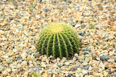 Kaktüs bitkisi taş çevrili. Aruba Island muhteşem doğası. Güzel arka plan.