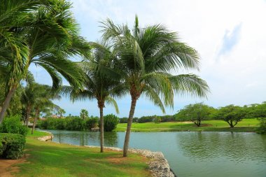 Güzel doğa manzara. Yeşil palmiye ağaçları, bitkileri ve göl su. Kötü hava geliyor. Rüzgarlı. Aruba Island. Doğa arka plan.