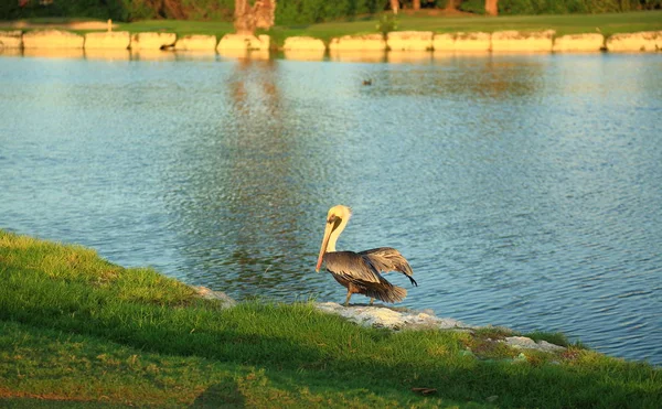 Cute pelican preparing to fly away. Blue water and green trees on background. Aruba nature. Great nature background.