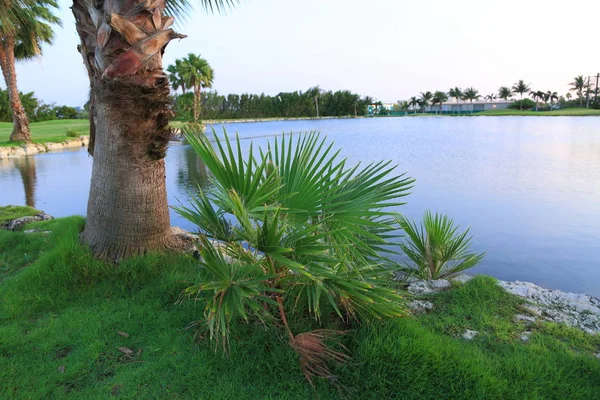 Beautiful nature landscape. Green palm trees, plants and lake water. Bad weather is on the way. Windy. Aruba island. Nature background. Nice landscape backgrounds.