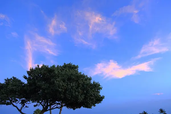 Vista Incrível Árvores Verdes Céu Azul Noite Fundo Nuvens Brancas — Fotografia de Stock