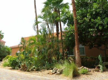 Güzel doğa manzara. Yeşil palmiye ağaçları, çalılar, bitki ve arka plan üzerinde bina. Aruba Island Doğa. Güzel arka plan.