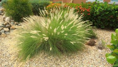 Işık tacı olan muhteşem yeşil bitki. Aruba doğa. Harika arka plan.