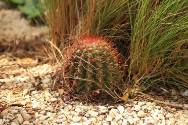 Kaktüs bitkisi taş çevrili. Aruba Island muhteşem doğası. Güzel arka plan.