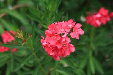Çok güzel çiçek pembe çiçek yeşil yaprakları arka plan üzerinde. Aruba doğa. Etkileyici bir geçmiş