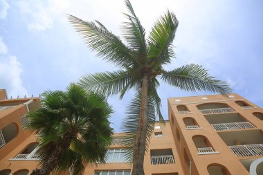Güzel görünümü mavi gökyüzü arka plan üzerinde bina pembe ve yeşil palmiye ağaçları. Aruba Island. Güzel arka plan.