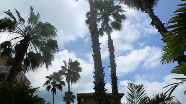 Prachtige Palmbomen Blauwe Hemel Witte Wolken Achtergrond Aruba Island Mooie — Stockvideo