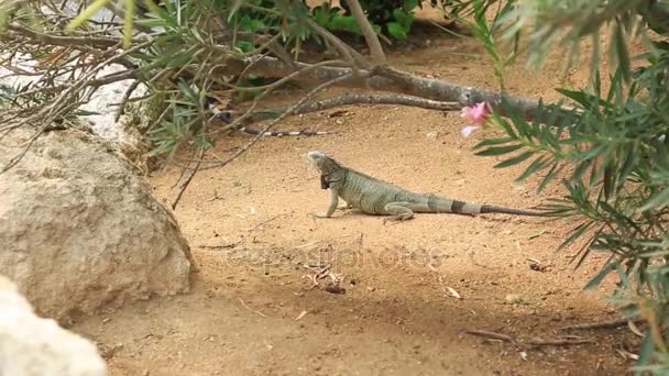 Lagarto Bonito Perto Planta Verde Ilha Aruba Incrível Natureza Fundo — Vídeo de Stock