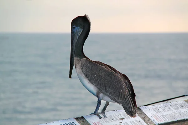 Lindo Pelícano Aislado Sentado Mirando Agua Hermosa Naturaleza Fondos — Foto de Stock