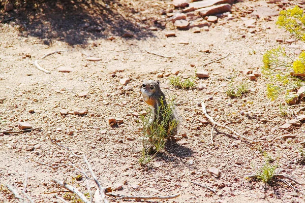 Söt Gopher Öknen Närbild Vyn Grand Canyon Vacker Natur Bakgrund — Stockfoto