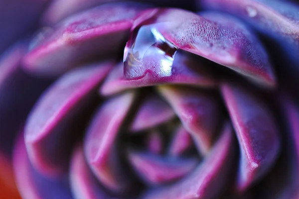 Nahaufnahme Eines Wassertropfens Auf Einer Violetten Pflanze Makro Schöne Hintergründe — Stockfoto