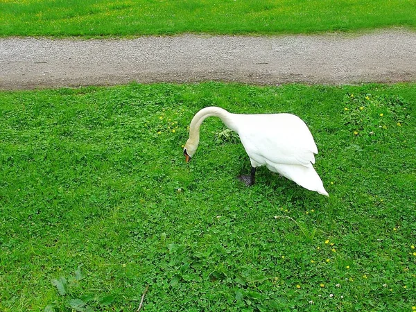 Cute white swan searching something in green grass. Swan isolated. Beautiful nature backgrounds.