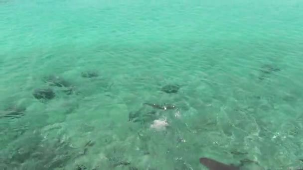 Amazing Turquoise Water Atlantic Ocean Bahamas Wild Fishes Hunting Food — Stock Video