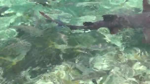 大西洋の素晴らしい青緑色の水 Bahamas Gorgeous サメとピラニア水で泳ぐ 美しい自然 — ストック動画