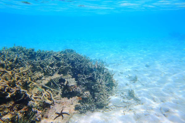 Prachtig Uitzicht Van Dode Koraalriffen Turkoois Water Witte Zand Achtergrond — Stockfoto