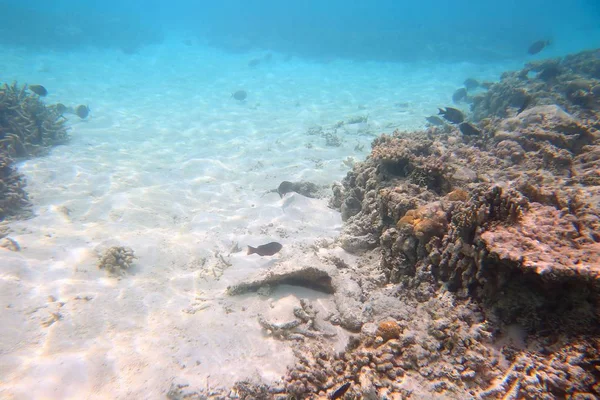 Prachtig Uitzicht Onderwaterwereld Grijze Dode Koraalriffen Vissen Vermenigvuldigen Witte Zand — Stockfoto