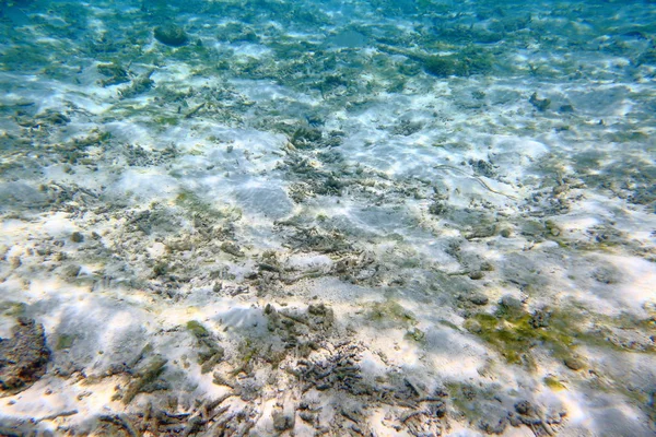 Colorful View Underwater World Dead Coral Reefs Sea Grass White — Stock Photo, Image