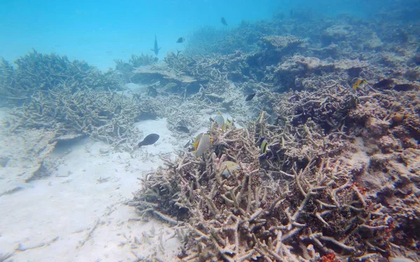 Sorglig Syn Döda Men Ändå Underbara Korallrev Indiska Oceanen Maldiverna — Stockfoto