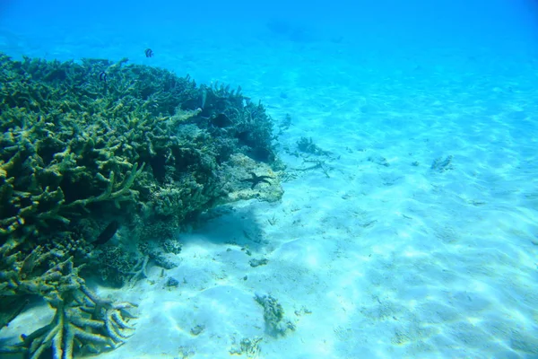 Prachtig Uitzicht Koraalriffen Wit Zand Onder Water Achtergrond Van Het — Stockfoto