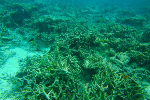 Krásný Pohled Mrtvé Korálových Útesů Podvodní Svět Maledivy Indický Oceán — Stock fotografie