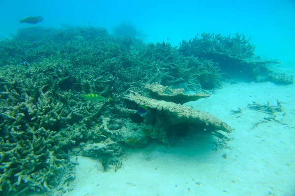 Wunderschöne Unterwasserwelt Des Indischen Ozeans Wunderschönes Korallenriff Weißer Sand Und — Stockfoto