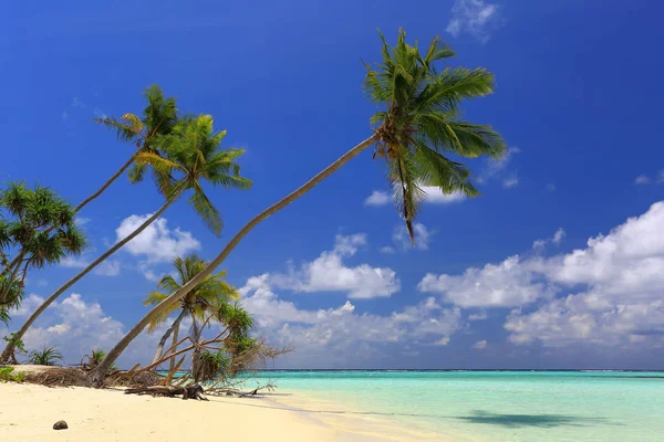 Vista Deslumbrante Oceano Índico Maldivas Praia Areia Branca Água Turquesa — Fotografia de Stock