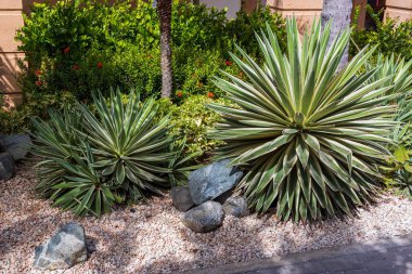 Kaktüs bitki farklı türlü görüntüleyin. Güzel doğa arka planları. 