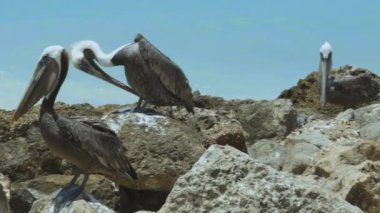 Kayanın üzerinde oturan pelikanlar. Turkuaz su ve mavi gökyüzü arka planı. Karayipler. Aruba. Doğanın arka planı.