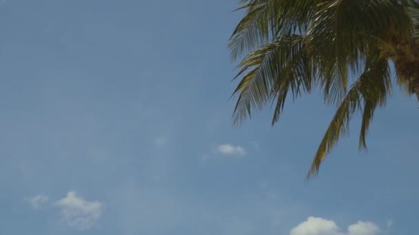 阿鲁巴海滩白色沙滩的美丽景色 棕榈树 蓝色的日光浴床在蓝绿色的水和蓝天的白云背景下 加勒比 大西洋 阿鲁巴 — 图库视频影像