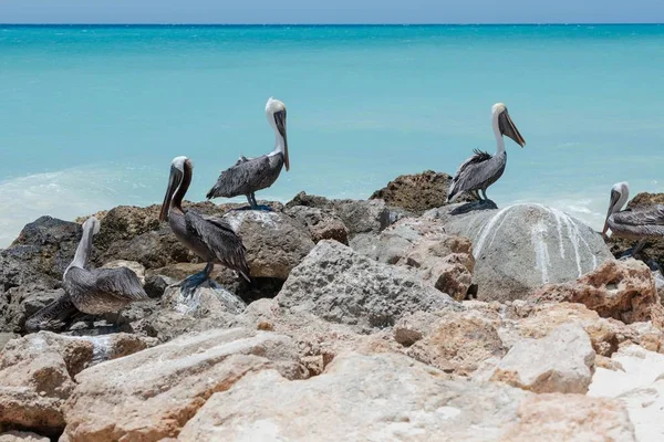 Pelícanos Sentados Roca Agua Turquesa Fondo Azul Cielo Del Caribe —  Fotos de Stock