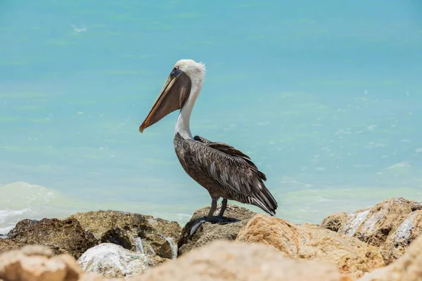 Pelícano Sentado Roca Agua Turquesa Fondo Azul Cielo Del Caribe — Foto de Stock