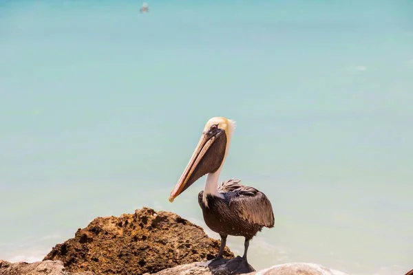 Pelikan Sitzt Auf Einem Felsen Türkisfarbenes Wasser Und Blauer Himmel — Stockfoto