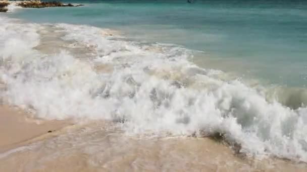 대서양의해 의멋진 과푸른 하늘에는 나무들이 모래가 배경을 이루고 아루바섬의 독수리 — 비디오